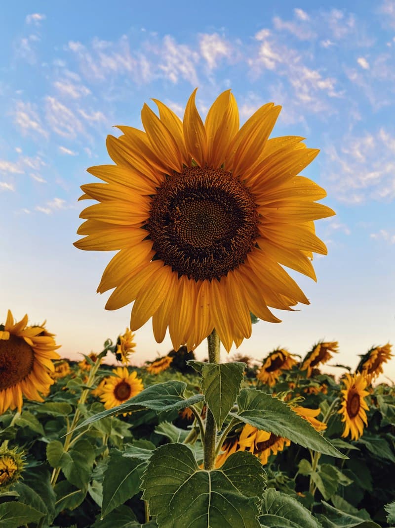 Sunshine Sunflower Velvet Posy